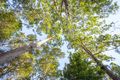 Property photo of 17 Mango Vale Court Diddillibah QLD 4559