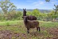 Property photo of 7 Ringwood Lane Mapleton QLD 4560