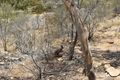 Property photo of 125 Woods Terrace Braitling NT 0870