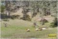 Property photo of 5 Panorama Crescent Freemans Reach NSW 2756