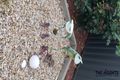 Property photo of 22 Lindeman Street Tarneit VIC 3029