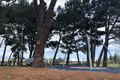 Property photo of 12 Diamond Gardens Wellard WA 6170