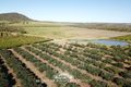 Property photo of 446 Chewko Road Mareeba QLD 4880