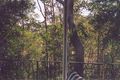Property photo of 79 Ludlow Street Chapel Hill QLD 4069