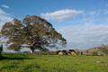 Property photo of 65 Allyn River Road East Gresford NSW 2311
