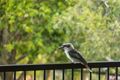 Property photo of 17 Highcrest Street Ocean View QLD 4521