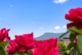 Property photo of 6 Howlett Court Brighton TAS 7030