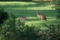 Property photo of 40 Tomewin Mountain Road Currumbin Valley QLD 4223