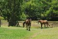 Property photo of 270 Upper Landershute Road Landers Shoot QLD 4555