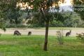 Property photo of 2 Burridge Court Botanic Ridge VIC 3977