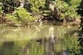 Property photo of 3 Bradman Drive Currumbin Valley QLD 4223