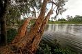 Property photo of 10 Wateredge Cove Douglas QLD 4814