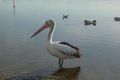 Property photo of 750 Pacific Highway Marks Point NSW 2280