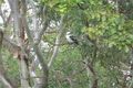 Property photo of 48 Topaz Drive Mango Hill QLD 4509