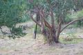 Property photo of 17 Great Ocean Road Grey River VIC 3234
