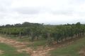 Property photo of 434 Sir Condor Laucke Way Nuriootpa SA 5355