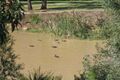 Property photo of 5 Pibbin Close Mitchelton QLD 4053