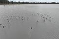 Property photo of 61 Scott Hair Watsons Road Clear Lake VIC 3409