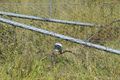 Property photo of 14 Moonul Street Eumungerie NSW 2822