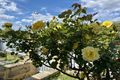 Property photo of 9 Azure Mews Yanchep WA 6035