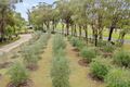 Property photo of 280 Old North Road Pokolbin NSW 2320