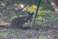 Property photo of 19 Kanowar Avenue East Killara NSW 2071