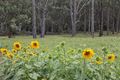 Property photo of 71 Tunnel Creek Road Cherokee VIC 3434