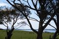 Property photo of 8 Rhyll-Newhaven Road Rhyll VIC 3923