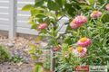 Property photo of 23 Susan Street Bremer Bay WA 6338