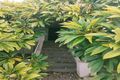 Property photo of 61 Lacey Street Whyalla SA 5600