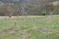 Property photo of 119 Salt Clay Road Cootamundra NSW 2590