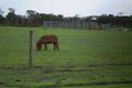 Property photo of 70 Dalmore Road Tooradin VIC 3980
