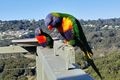 Property photo of 9 Broadwater Esplanade Bilambil Heights NSW 2486