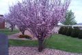 Property photo of 4 Beatrix Drive Craigmore SA 5114