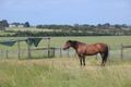 Property photo of 5305 South Gippsland Highway Lang Lang VIC 3984