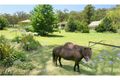 Property photo of 879 Princes Highway Mogo NSW 2536