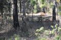 Property photo of 57-59 Eland Court Greenbank QLD 4124