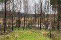 Property photo of 668 Polacks Flat Road Bemboka NSW 2550