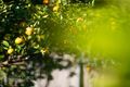 Property photo of 20 Jason Place North Rocks NSW 2151