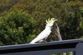 Property photo of 39 Cannes Drive Avalon Beach NSW 2107