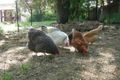 Property photo of 10 Leake Street Bowning NSW 2582