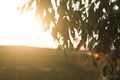 Property photo of LOT 602 Jerralong Drive Schofields NSW 2762