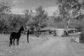 Property photo of 8 Acacia Close Toodyay WA 6566