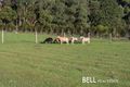 Property photo of 60 Macclesfield Road Monbulk VIC 3793