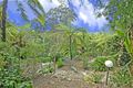 Property photo of 79 Elgin Street Gordon NSW 2072