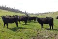 Property photo of 5050 Tasman Highway Buckland TAS 7190