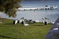 Property photo of 36 Kingfisher Circuit Cams Wharf NSW 2281