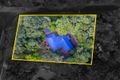 Property photo of 1 Salamone Drive Kuranda QLD 4881