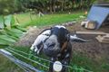 Property photo of 480A Glenview Road Glenview QLD 4553