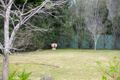 Property photo of 6 Birch Park Road Bundanoon NSW 2578
